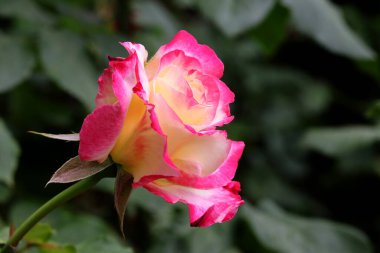 Güzel pembe sarı güller ve gül tomurcukları gün ortası güneşi altında gül bahçesinde, yakın plan, seçici odak. Çiçekli doğal arka plan ve yakın plan gül çiçeği. Güzel romantik bir hediye. Tebrik kartı