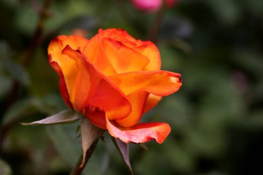 Güzel pembe sarı güller ve gül tomurcukları gün ortası güneşi altında gül bahçesinde, yakın plan, seçici odak. Çiçekli doğal arka plan ve yakın plan gül çiçeği. Güzel romantik bir hediye. Tebrik kartı