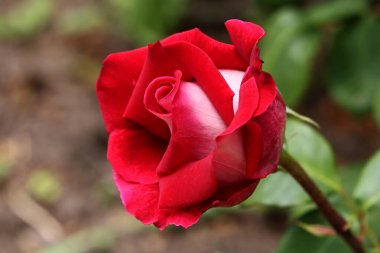 Güzel pembe sarı güller ve gül tomurcukları gün ortası güneşi altında gül bahçesinde, yakın plan, seçici odak. Çiçekli doğal arka plan ve yakın plan gül çiçeği. Güzel romantik bir hediye. Tebrik kartı