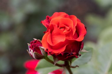 Güzel pembe sarı güller ve gül tomurcukları gün ortası güneşi altında gül bahçesinde, yakın plan, seçici odak. Çiçekli doğal arka plan ve yakın plan gül çiçeği. Güzel romantik bir hediye. Tebrik kartı