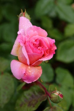 Güzel pembe sarı güller ve gül tomurcukları gün ortası güneşi altında gül bahçesinde, yakın plan, seçici odak. Çiçekli doğal arka plan ve yakın plan gül çiçeği. Güzel romantik bir hediye. Tebrik kartı