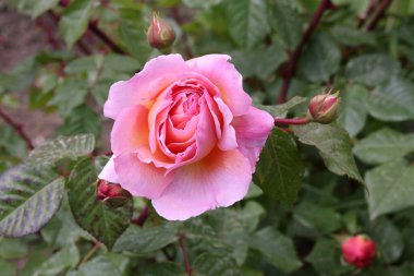 Güzel pembe sarı güller ve gül tomurcukları gün ortası güneşi altında gül bahçesinde, yakın plan, seçici odak. Çiçekli doğal arka plan ve yakın plan gül çiçeği. Güzel romantik bir hediye. Tebrik kartı