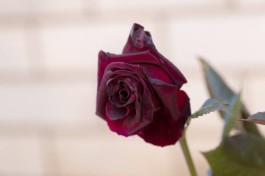 Güzel pembe sarı güller ve gül tomurcukları gün ortası güneşi altında gül bahçesinde, yakın plan, seçici odak. Çiçekli doğal arka plan ve yakın plan gül çiçeği. Güzel romantik bir hediye. Tebrik kartı