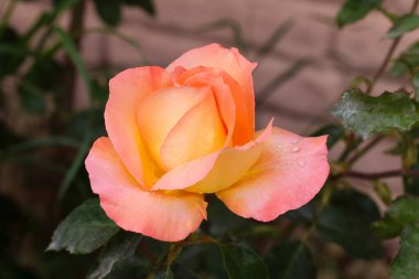 Güzel pembe sarı güller ve gül tomurcukları gün ortası güneşi altında gül bahçesinde, yakın plan, seçici odak. Çiçekli doğal arka plan ve yakın plan gül çiçeği. Güzel romantik bir hediye. Tebrik kartı