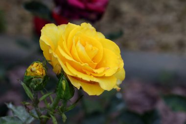 Güzel pembe sarı güller ve gül tomurcukları gün ortası güneşi altında gül bahçesinde, yakın plan, seçici odak. Çiçekli doğal arka plan ve yakın plan gül çiçeği. Güzel romantik bir hediye. Tebrik kartı