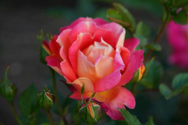 Güzel pembe sarı güller ve gül tomurcukları gün ortası güneşi altında gül bahçesinde, yakın plan, seçici odak. Çiçekli doğal arka plan ve yakın plan gül çiçeği. Güzel romantik bir hediye. Tebrik kartı