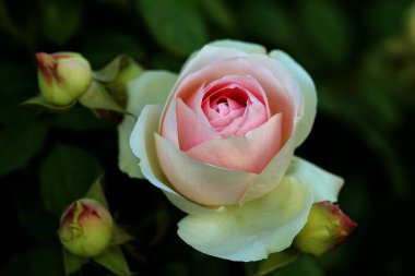 Güzel pembe sarı güller ve gül tomurcukları gün ortası güneşi altında gül bahçesinde, yakın plan, seçici odak. Çiçekli doğal arka plan ve yakın plan gül çiçeği. Güzel romantik bir hediye. Tebrik kartı