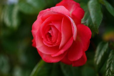 Güzel pembe sarı güller ve gül tomurcukları gün ortası güneşi altında gül bahçesinde, yakın plan, seçici odak. Çiçekli doğal arka plan ve yakın plan gül çiçeği. Güzel romantik bir hediye. Tebrik kartı