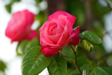 Güzel pembe sarı güller ve gül tomurcukları gün ortası güneşi altında gül bahçesinde, yakın plan, seçici odak. Çiçekli doğal arka plan ve yakın plan gül çiçeği. Güzel romantik bir hediye. Tebrik kartı