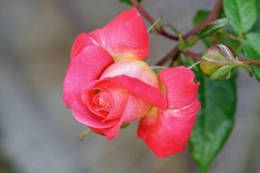 Güzel pembe sarı güller ve gül tomurcukları gün ortası güneşi altında gül bahçesinde, yakın plan, seçici odak. Çiçekli doğal arka plan ve yakın plan gül çiçeği. Güzel romantik bir hediye. Tebrik kartı