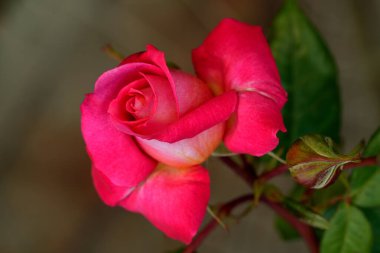 Güzel pembe sarı güller ve gül tomurcukları gün ortası güneşi altında gül bahçesinde, yakın plan, seçici odak. Çiçekli doğal arka plan ve yakın plan gül çiçeği. Güzel romantik bir hediye. Tebrik kartı