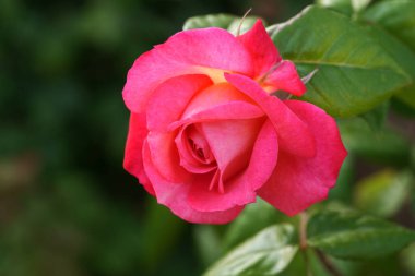 Güzel pembe sarı güller ve gül tomurcukları gün ortası güneşi altında gül bahçesinde, yakın plan, seçici odak. Çiçekli doğal arka plan ve yakın plan gül çiçeği. Güzel romantik bir hediye. Tebrik kartı