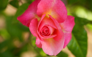 Güzel pembe sarı güller ve gül tomurcukları gün ortası güneşi altında gül bahçesinde, yakın plan, seçici odak. Çiçekli doğal arka plan ve yakın plan gül çiçeği. Güzel romantik bir hediye. Tebrik kartı