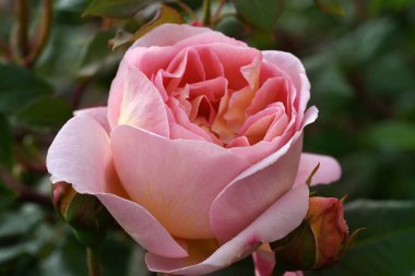 Güzel pembe sarı güller ve gül tomurcukları gün ortası güneşi altında gül bahçesinde, yakın plan, seçici odak. Çiçekli doğal arka plan ve yakın plan gül çiçeği. Güzel romantik bir hediye. Tebrik kartı