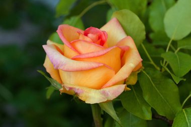 Güzel pembe sarı güller ve gül tomurcukları gün ortası güneşi altında gül bahçesinde, yakın plan, seçici odak. Çiçekli doğal arka plan ve yakın plan gül çiçeği. Güzel romantik bir hediye. Tebrik kartı