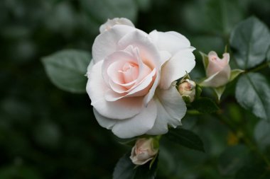 Güzel pembe sarı güller ve gül tomurcukları gün ortası güneşi altında gül bahçesinde, yakın plan, seçici odak. Çiçekli doğal arka plan ve yakın plan gül çiçeği. Güzel romantik bir hediye. Tebrik kartı