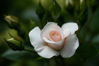 Güzel pembe sarı güller ve gül tomurcukları gün ortası güneşi altında gül bahçesinde, yakın plan, seçici odak. Çiçekli doğal arka plan ve yakın plan gül çiçeği. Güzel romantik bir hediye. Tebrik kartı