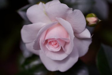 Güzel pembe sarı güller ve gül tomurcukları gün ortası güneşi altında gül bahçesinde, yakın plan, seçici odak. Çiçekli doğal arka plan ve yakın plan gül çiçeği. Güzel romantik bir hediye. Tebrik kartı