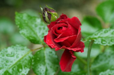 Güzel pembe sarı güller ve gül tomurcukları gün ortası güneşi altında gül bahçesinde, yakın plan, seçici odak. Çiçekli doğal arka plan ve yakın plan gül çiçeği. Güzel romantik bir hediye. Tebrik kartı