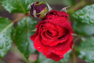 Güzel pembe sarı güller ve gül tomurcukları gün ortası güneşi altında gül bahçesinde, yakın plan, seçici odak. Çiçekli doğal arka plan ve yakın plan gül çiçeği. Güzel romantik bir hediye. Tebrik kartı