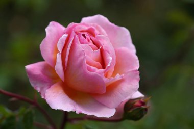 Güzel pembe sarı güller ve gül tomurcukları gün ortası güneşi altında gül bahçesinde, yakın plan, seçici odak. Çiçekli doğal arka plan ve yakın plan gül çiçeği. Güzel romantik bir hediye. Tebrik kartı