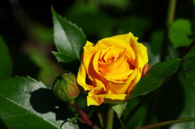 Güzel pembe sarı güller ve gül tomurcukları gün ortası güneşi altında gül bahçesinde, yakın plan, seçici odak. Çiçekli doğal arka plan ve yakın plan gül çiçeği. Güzel romantik bir hediye. Tebrik kartı