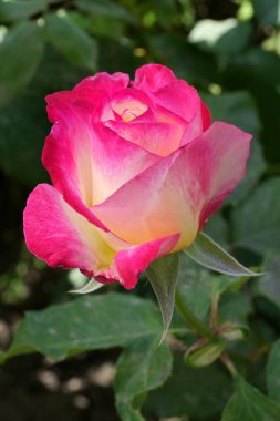 Güzel pembe sarı güller ve gül tomurcukları gün ortası güneşi altında gül bahçesinde, yakın plan, seçici odak. Çiçekli doğal arka plan ve yakın plan gül çiçeği. Güzel romantik bir hediye. Tebrik kartı