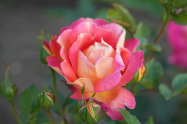 Güzel pembe sarı güller ve gül tomurcukları gün ortası güneşi altında gül bahçesinde, yakın plan, seçici odak. Çiçekli doğal arka plan ve yakın plan gül çiçeği. Güzel romantik bir hediye. Tebrik kartı