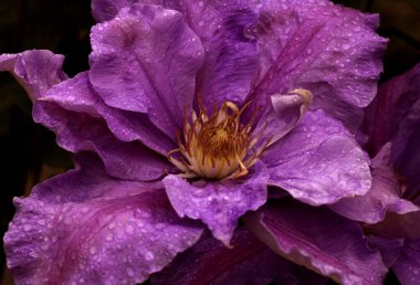 Clematis Doktor Ruppel, özel renkte bir tırmanma bitkisi, pembe. Kalibreli çeşitli klematitin güzel renkli çiçeğine yaklaş. Çiçekli doğal tasarım geçmişi için güzel bir kart.