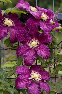 Clematis Doktor Ruppel, özel renkte bir tırmanma bitkisi, pembe. Kalibreli çeşitli klematitin güzel renkli çiçeğine yaklaş. Çiçekli doğal tasarım geçmişi için güzel bir kart.