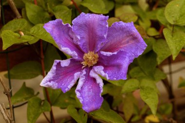 Clematis Doktor Ruppel, özel renkte bir tırmanma bitkisi, pembe. Kalibreli çeşitli klematitin güzel renkli çiçeğine yaklaş. Çiçekli doğal tasarım geçmişi için güzel bir kart.