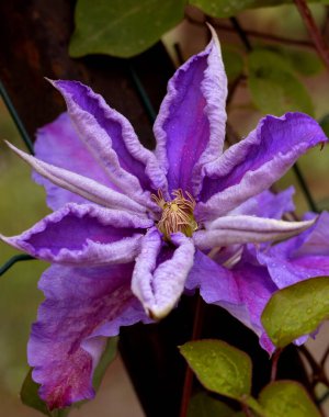 Clematis Doktor Ruppel, özel renkte bir tırmanma bitkisi, pembe. Kalibreli çeşitli klematitin güzel renkli çiçeğine yaklaş. Çiçekli doğal tasarım geçmişi için güzel bir kart.