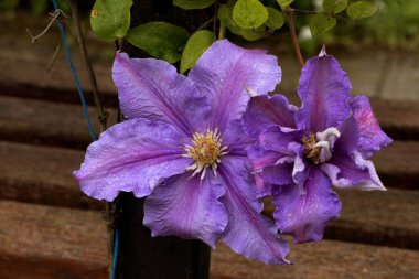 Clematis Doktor Ruppel, özel renkte bir tırmanma bitkisi, pembe. Kalibreli çeşitli klematitin güzel renkli çiçeğine yaklaş. Çiçekli doğal tasarım geçmişi için güzel bir kart.