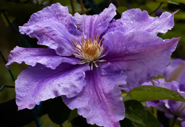 Clematis Doktor Ruppel, özel renkte bir tırmanma bitkisi, pembe. Kalibreli çeşitli klematitin güzel renkli çiçeğine yaklaş. Çiçekli doğal tasarım geçmişi için güzel bir kart.