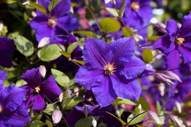 Clematis Doktor Ruppel, özel renkte bir tırmanma bitkisi, pembe. Kalibreli çeşitli klematitin güzel renkli çiçeğine yaklaş. Çiçekli doğal tasarım geçmişi için güzel bir kart.