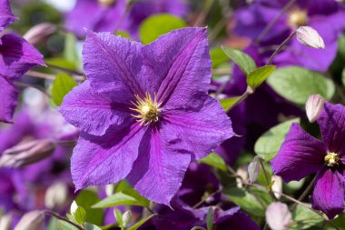 Clematis Doktor Ruppel, özel renkte bir tırmanma bitkisi, pembe. Kalibreli çeşitli klematitin güzel renkli çiçeğine yaklaş. Çiçekli doğal tasarım geçmişi için güzel bir kart.
