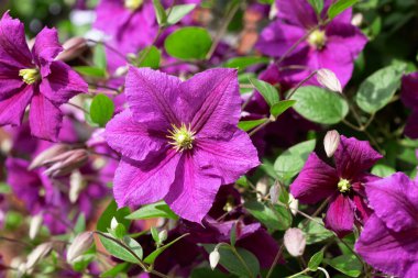 Clematis Doktor Ruppel, özel renkte bir tırmanma bitkisi, pembe. Kalibreli çeşitli klematitin güzel renkli çiçeğine yaklaş. Çiçekli doğal tasarım geçmişi için güzel bir kart.