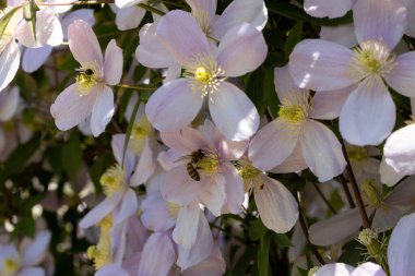 Clematis Doktor Ruppel, özel renkte bir tırmanma bitkisi, pembe. Kalibreli çeşitli klematitin güzel renkli çiçeğine yaklaş. Çiçekli doğal tasarım geçmişi için güzel bir kart.