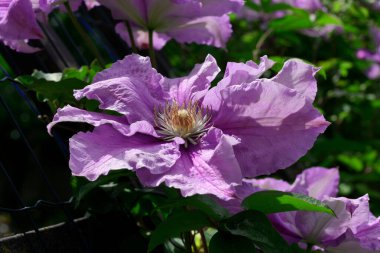 Clematis Doktor Ruppel, özel renkte bir tırmanma bitkisi, pembe. Kalibreli çeşitli klematitin güzel renkli çiçeğine yaklaş. Çiçekli doğal tasarım geçmişi için güzel bir kart.