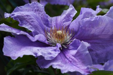 Clematis Doktor Ruppel, özel renkte bir tırmanma bitkisi, pembe. Kalibreli çeşitli klematitin güzel renkli çiçeğine yaklaş. Çiçekli doğal tasarım geçmişi için güzel bir kart.