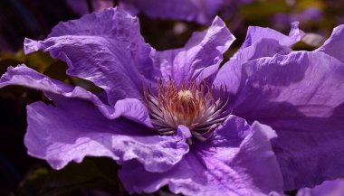 Clematis Doktor Ruppel, özel renkte bir tırmanma bitkisi, pembe. Kalibreli çeşitli klematitin güzel renkli çiçeğine yaklaş. Çiçekli doğal tasarım geçmişi için güzel bir kart.