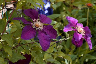 Clematis Doktor Ruppel, özel renkte bir tırmanma bitkisi, pembe. Kalibreli çeşitli klematitin güzel renkli çiçeğine yaklaş. Çiçekli doğal tasarım geçmişi için güzel bir kart.