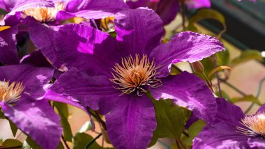 Clematis Doktor Ruppel, özel renkte bir tırmanma bitkisi, pembe. Kalibreli çeşitli klematitin güzel renkli çiçeğine yaklaş. Çiçekli doğal tasarım geçmişi için güzel bir kart.