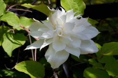 Clematis Doktor Ruppel, özel renkte bir tırmanma bitkisi, pembe. Kalibreli çeşitli klematitin güzel renkli çiçeğine yaklaş. Çiçekli doğal tasarım geçmişi için güzel bir kart.