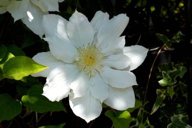 Clematis Doktor Ruppel, özel renkte bir tırmanma bitkisi, pembe. Kalibreli çeşitli klematitin güzel renkli çiçeğine yaklaş. Çiçekli doğal tasarım geçmişi için güzel bir kart.