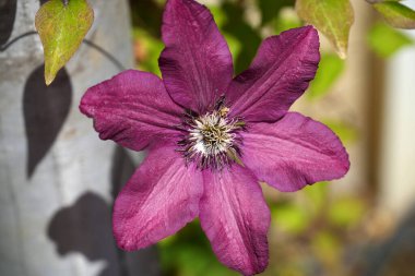 Clematis Doktor Ruppel, özel renkte bir tırmanma bitkisi, pembe. Kalibreli çeşitli klematitin güzel renkli çiçeğine yaklaş. Çiçekli doğal tasarım geçmişi için güzel bir kart.