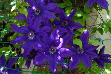 Clematis Doktor Ruppel, özel renkte bir tırmanma bitkisi, pembe. Kalibreli çeşitli klematitin güzel renkli çiçeğine yaklaş. Çiçekli doğal tasarım geçmişi için güzel bir kart.