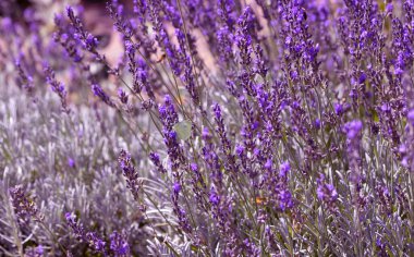 Arı, kelebek lavanta çiçeği döllüyor. Lavanta çiçeklerinin bulanık yaz arkaplanı. Güzel duvar kağıdı. Yumuşak odaklanma. Lavanta tarlası. Çiçekler yakın plan, Provence. Renkli turist manzarası