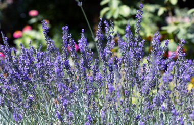 Arı, kelebek lavanta çiçeği döllüyor. Lavanta çiçeklerinin bulanık yaz arkaplanı. Güzel duvar kağıdı. Yumuşak odaklanma. Lavanta tarlası. Çiçekler yakın plan, Provence. Renkli turist manzarası