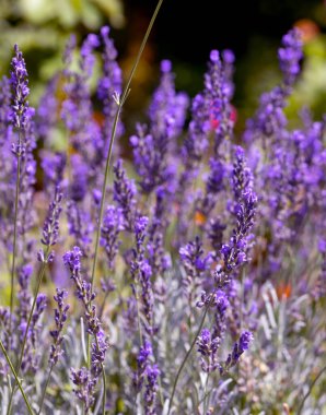 Arı, kelebek lavanta çiçeği döllüyor. Lavanta çiçeklerinin bulanık yaz arkaplanı. Güzel duvar kağıdı. Yumuşak odaklanma. Lavanta tarlası. Çiçekler yakın plan, Provence. Renkli turist manzarası